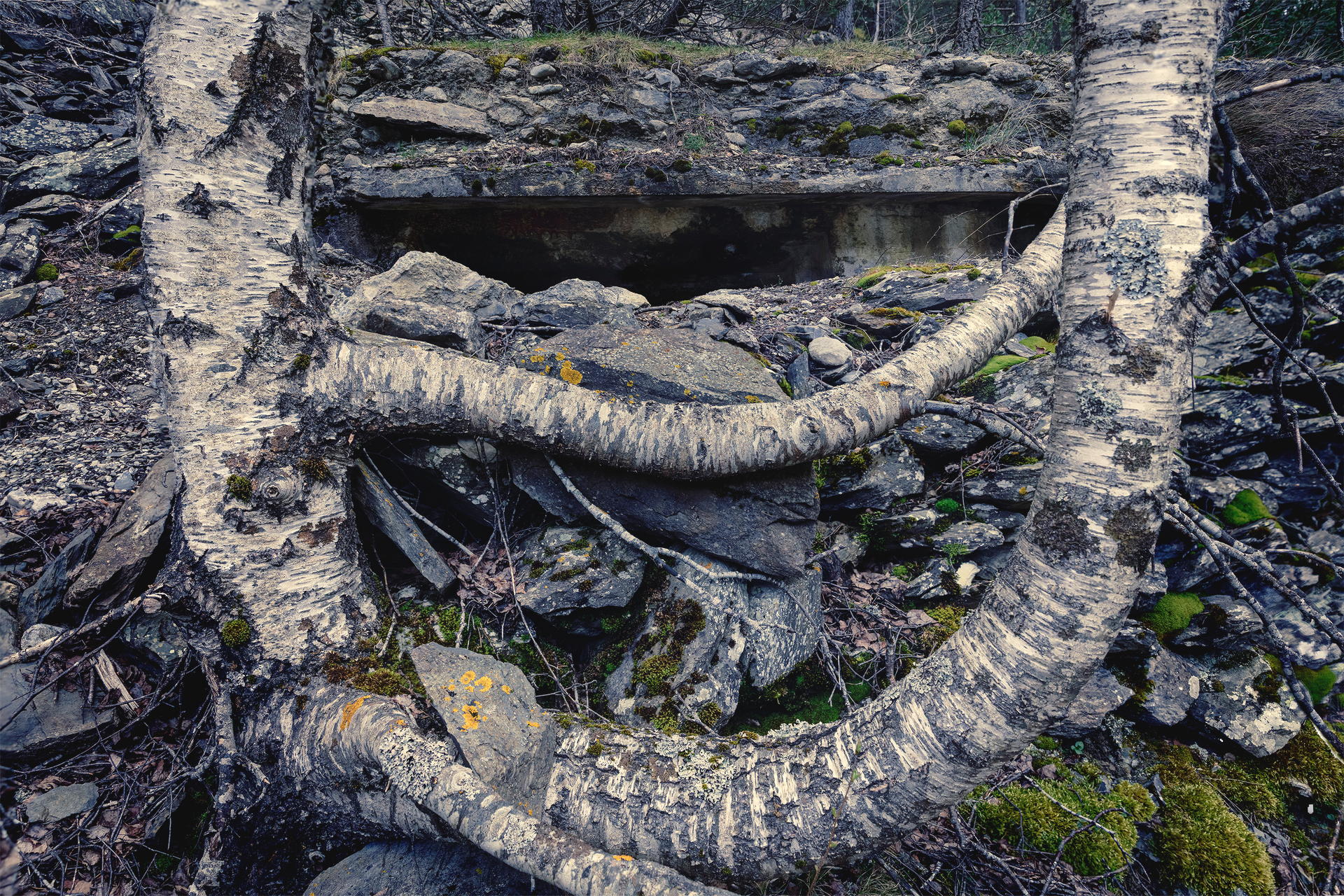 Integración en el entorno.